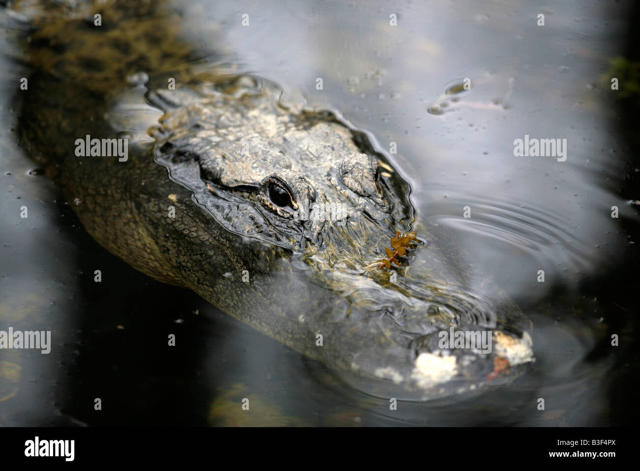 Un alligator sauvage se déplace dans l'eau dans les Everglades de Floride Banque D'Images