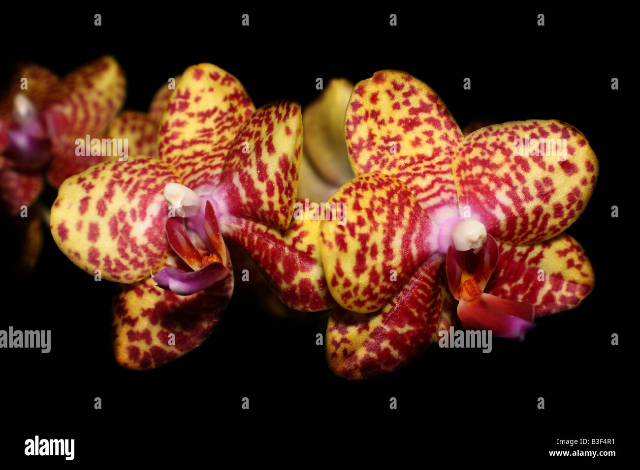 Fleurs Orchidée tachetée Banque D'Images