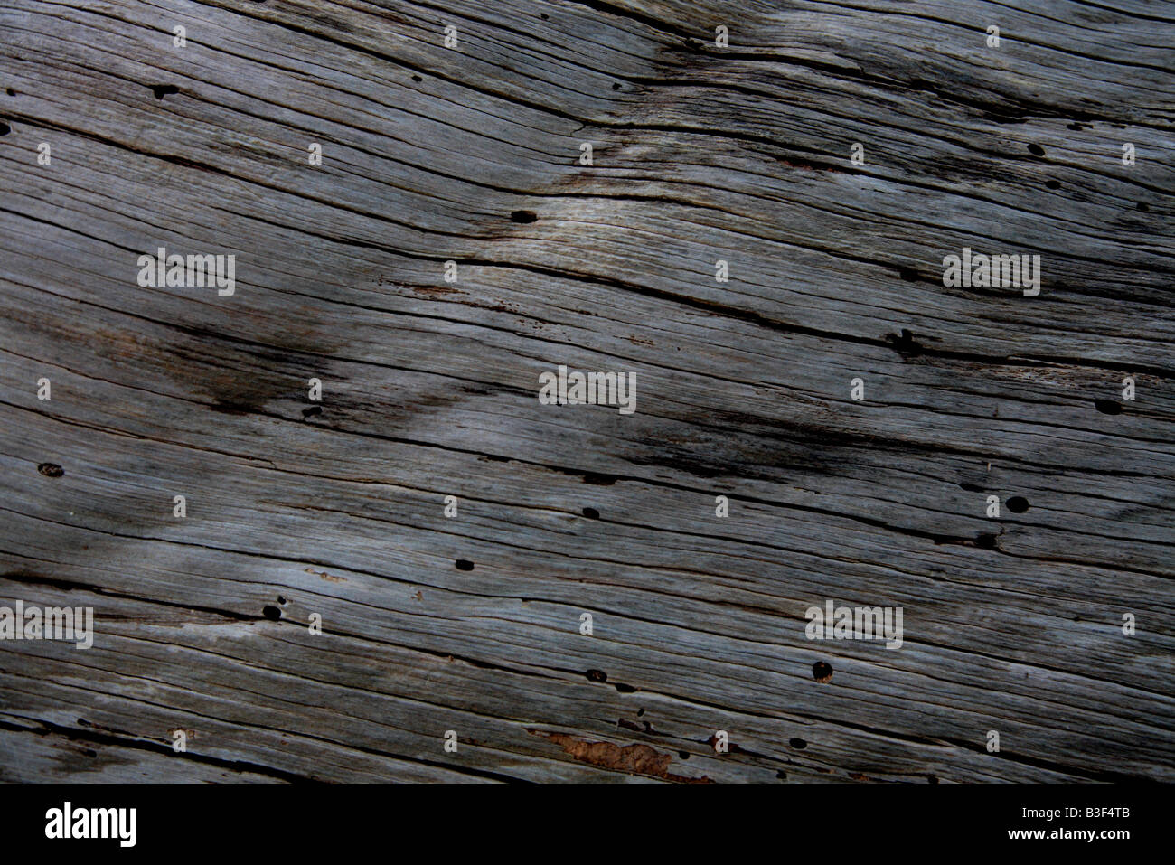 L'écorce des arbres dépouillés avec trous de termites Banque D'Images