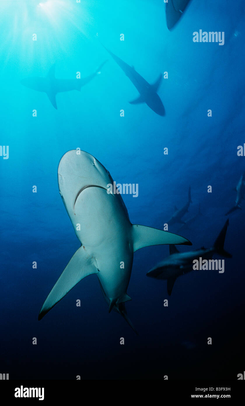 Blacktip requins (Carcharhinus limbatus), vue sous-marine Banque D'Images