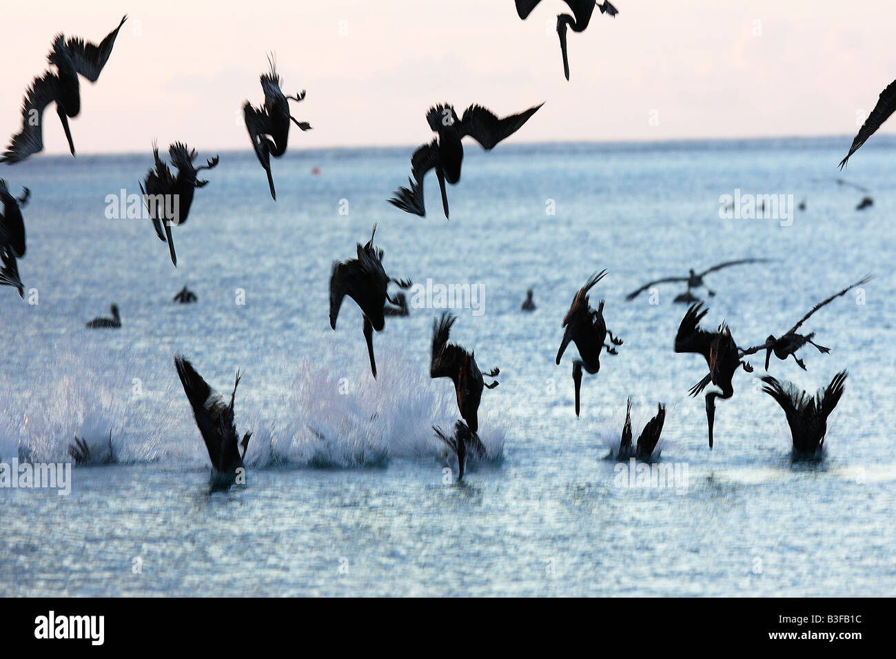 Pélican brun (Pelecanus occidentalis), troupeau, plongée sous-marine pour les poissons Banque D'Images