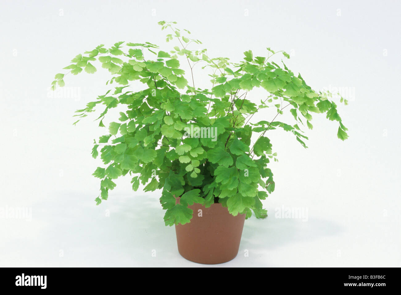 Adiantum Raddianum – Fougère Cheveux De Vénus – Plante D’Intérieur Pot 12 Cm – Feuillage Léger Et Aérien