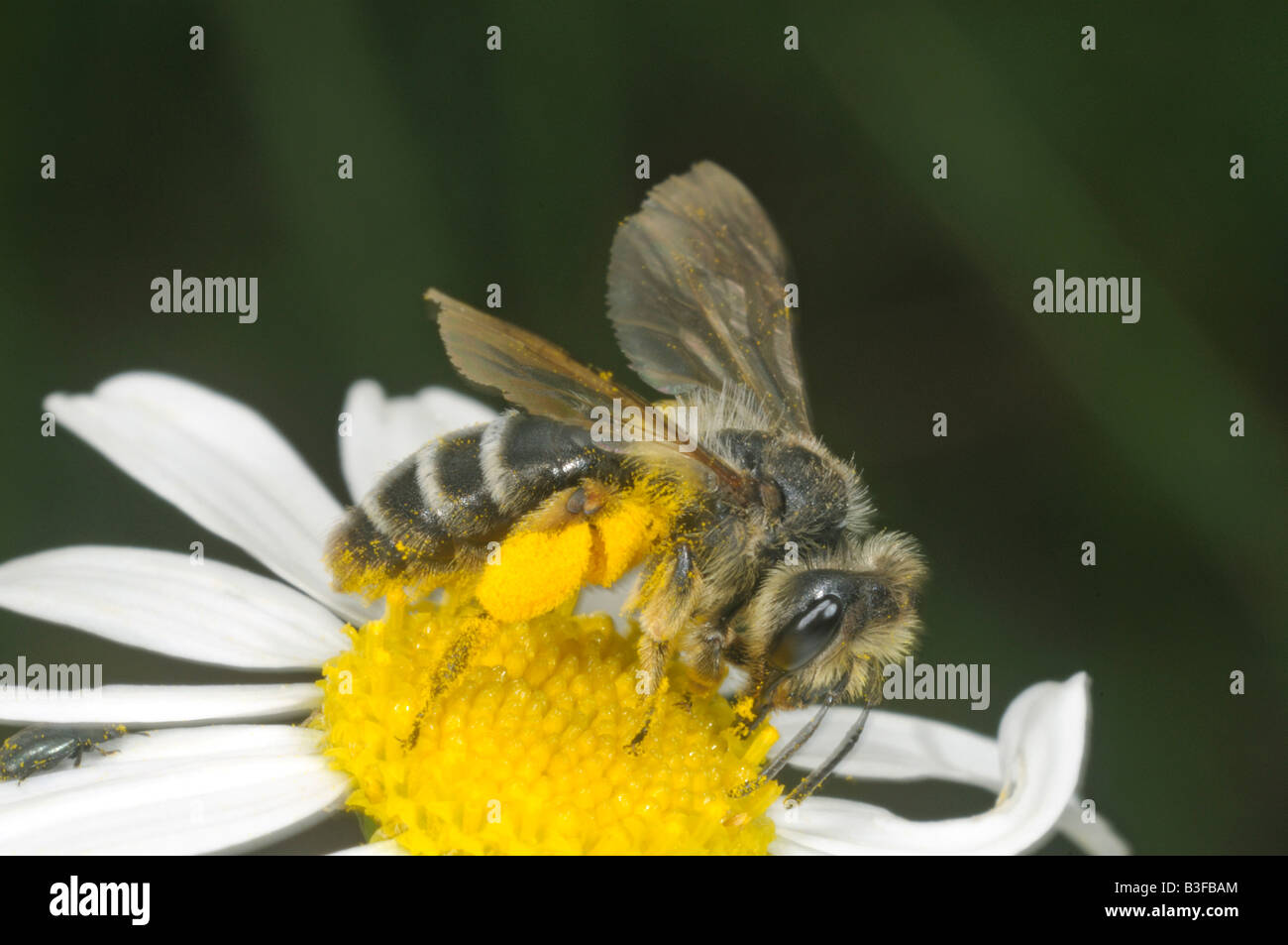 L'abeille Apis mellifera l'abeille Apis mellifica collection travailleur pollen sur une fleur Banque D'Images