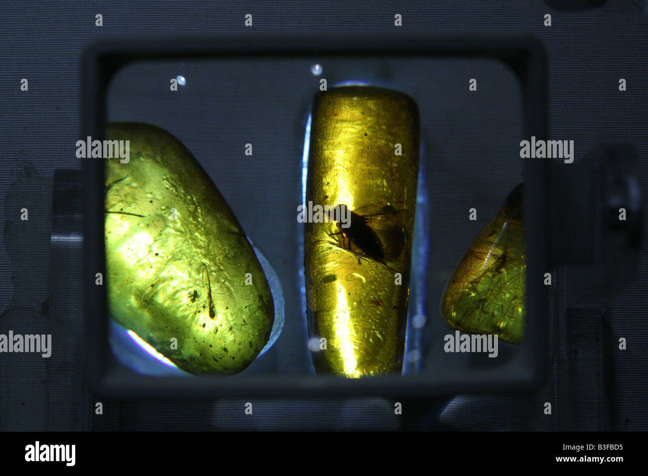 L'ambre dominicaine avec les insectes dans le musée Mundo del Ambar à Santo Domingo, République Dominicaine Banque D'Images