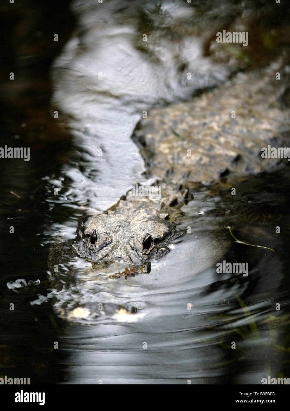 Un alligator sauvage se déplace dans l'eau dans les Everglades de Floride Banque D'Images