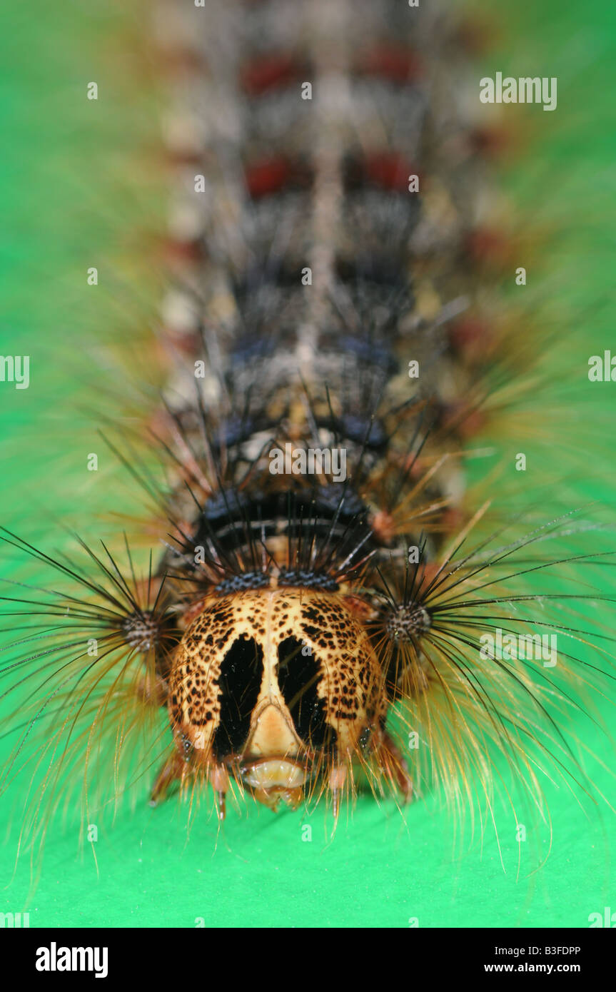 Caterpillar de la spongieuse Lymantria dispar Banque D'Images