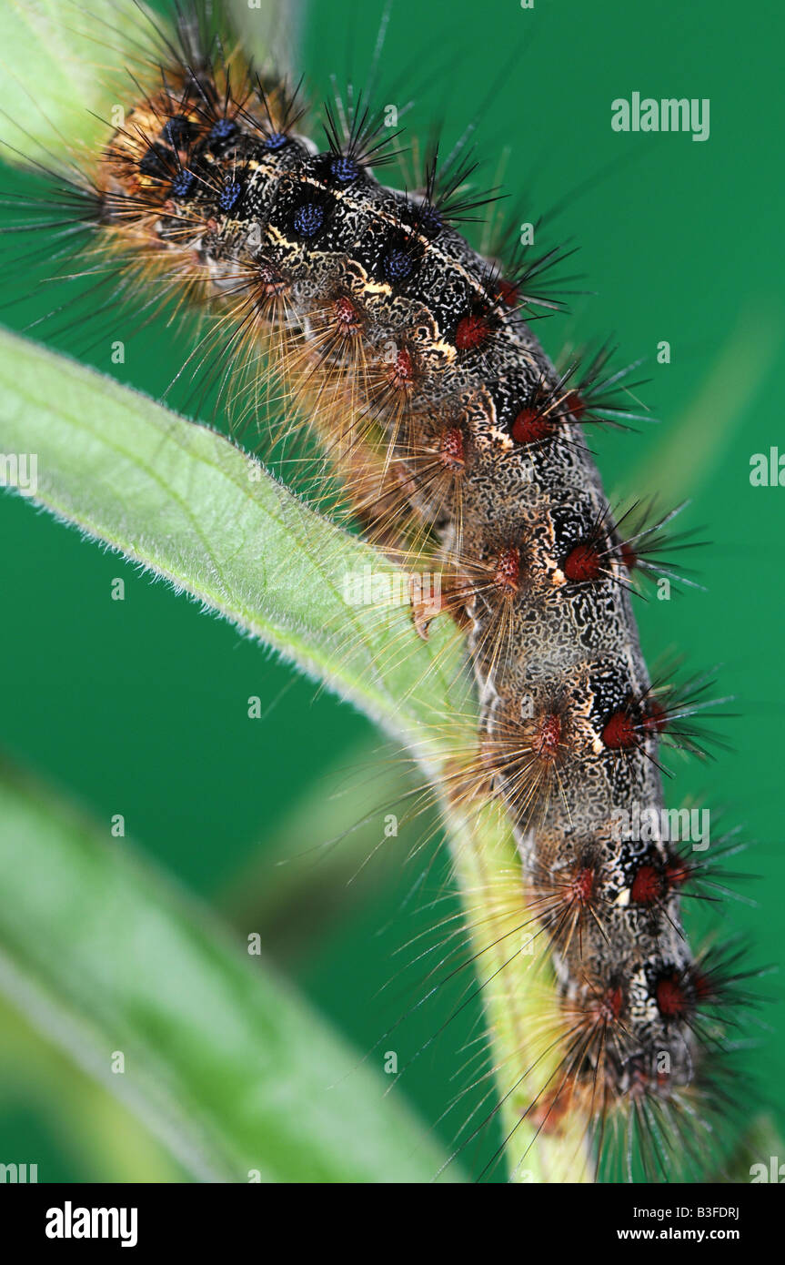 Caterpillar de la spongieuse Lymantria dispar Banque D'Images