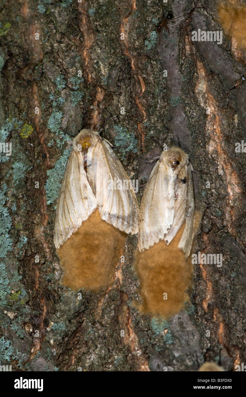 Les femelles pondent spongieuse Banque D'Images