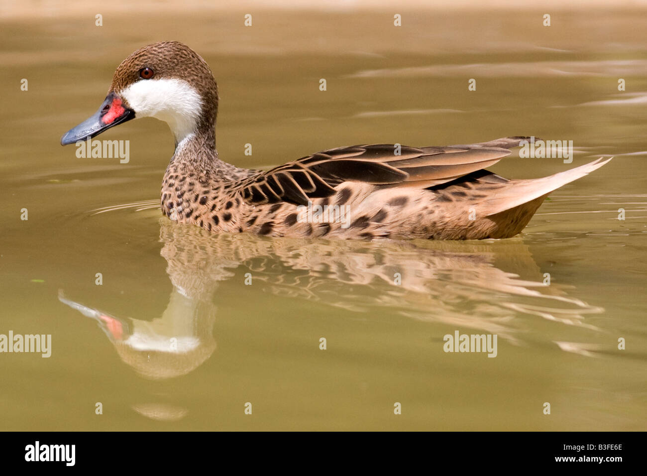 Dos blanc Canard pilet - Réserve naturelle de Graeme Hall, la Barbade Banque D'Images Dos blanc Canard pilet - Réserve naturelle de Graeme Hall, la Barbade Banque D'Images
