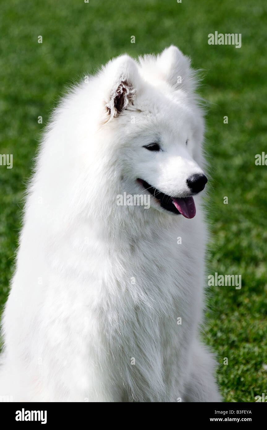 Beau chien Samoyède blanc posant lors d'une exposition canine Banque D'Images