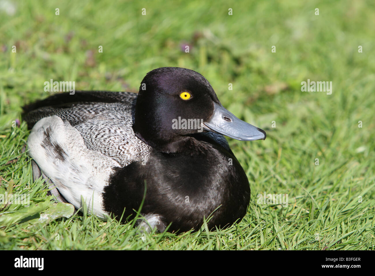 Homme Petit Fuligule, Aythya affinis Banque D'Images