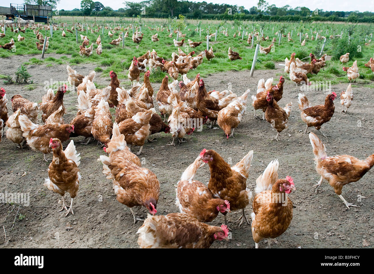 Poulet poule poulets Freerange volaille poules des œufs d'oiseaux de ferme agriculteur agriculture production alimentaire des oiseaux picorant peck shed scr Banque D'Images