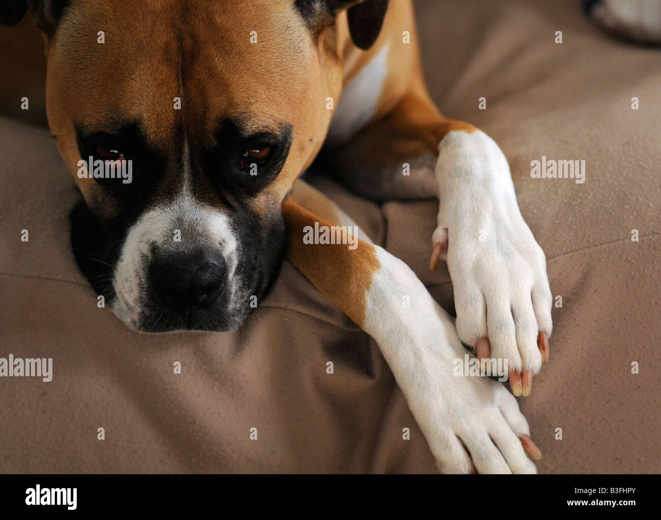 Une race mélangée Boxer bulldog américain Banque D'Images