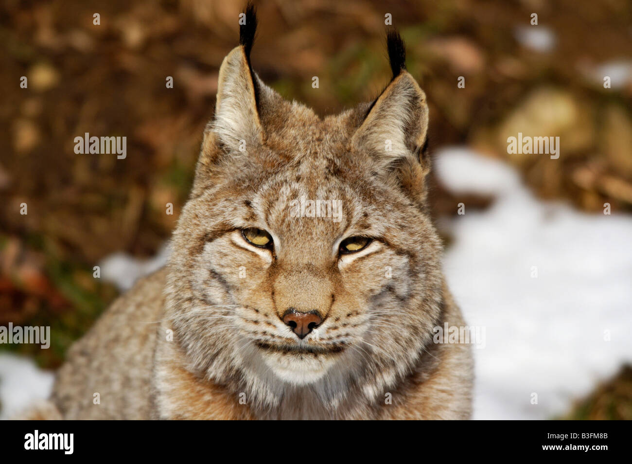 Europaeischer Luchs Felis lynx Allemagne européenne Banque D'Images