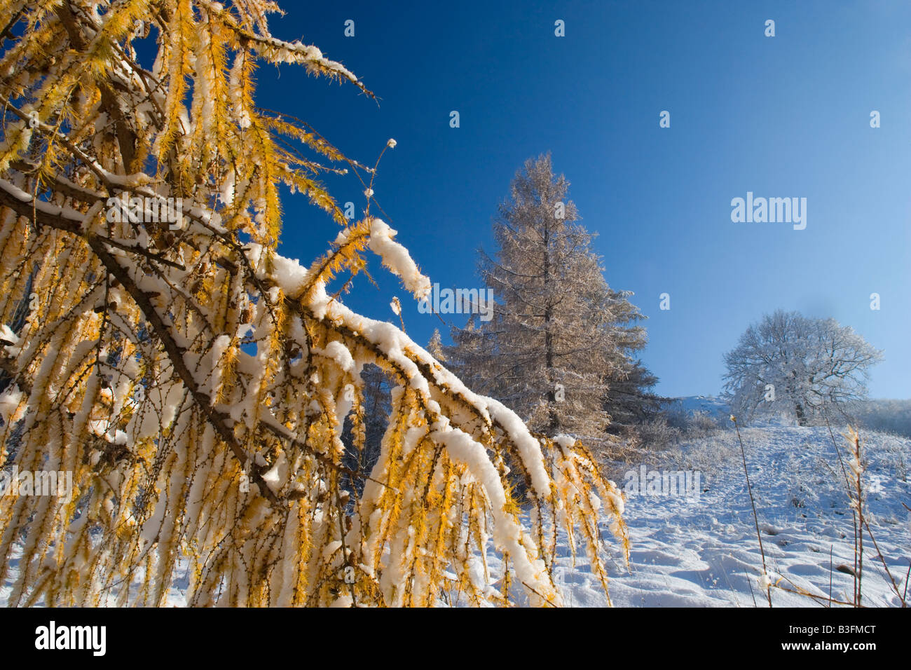 L'hiver la neige fraîchement couverts paysage d'hiver après hiver ensemble avec les mélèzes colorés d'automne Alb Schwaebische Allemagne Banque D'Images