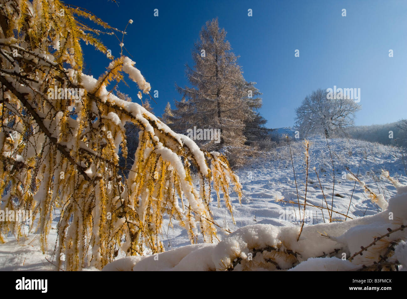 L'hiver la neige fraîchement couverts paysage d'hiver après hiver ensemble avec les mélèzes colorés d'automne Alb Schwaebische Allemagne Banque D'Images