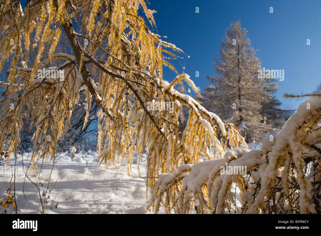 L'hiver la neige fraîchement couverts paysage d'hiver après hiver ensemble avec les mélèzes colorés d'automne Alb Schwaebische Allemagne Banque D'Images
