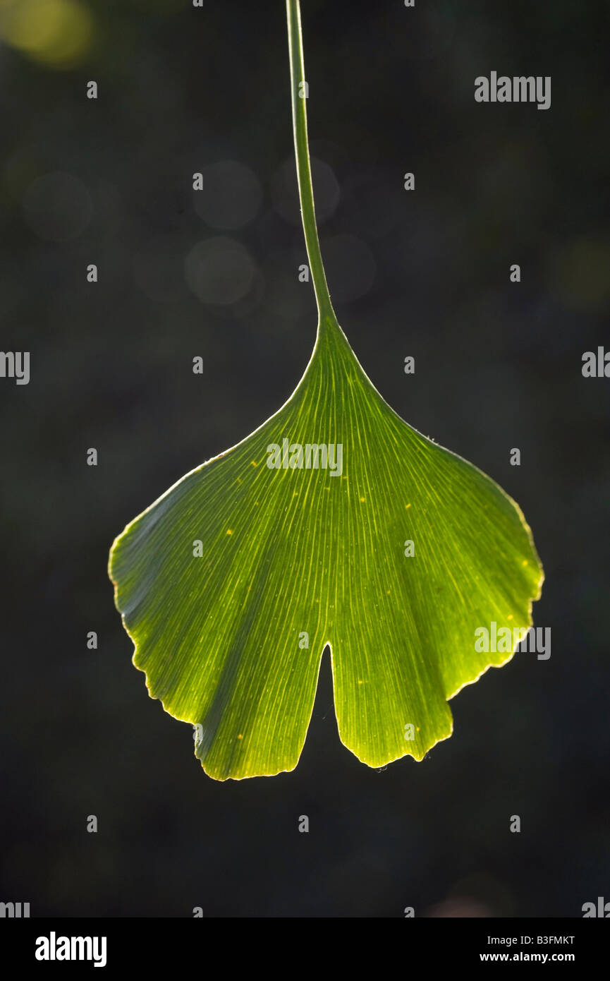 L'arbre de ginkgo et de feuilles Photo par Andrew Hasson le 1er septembre 2008 Banque D'Images