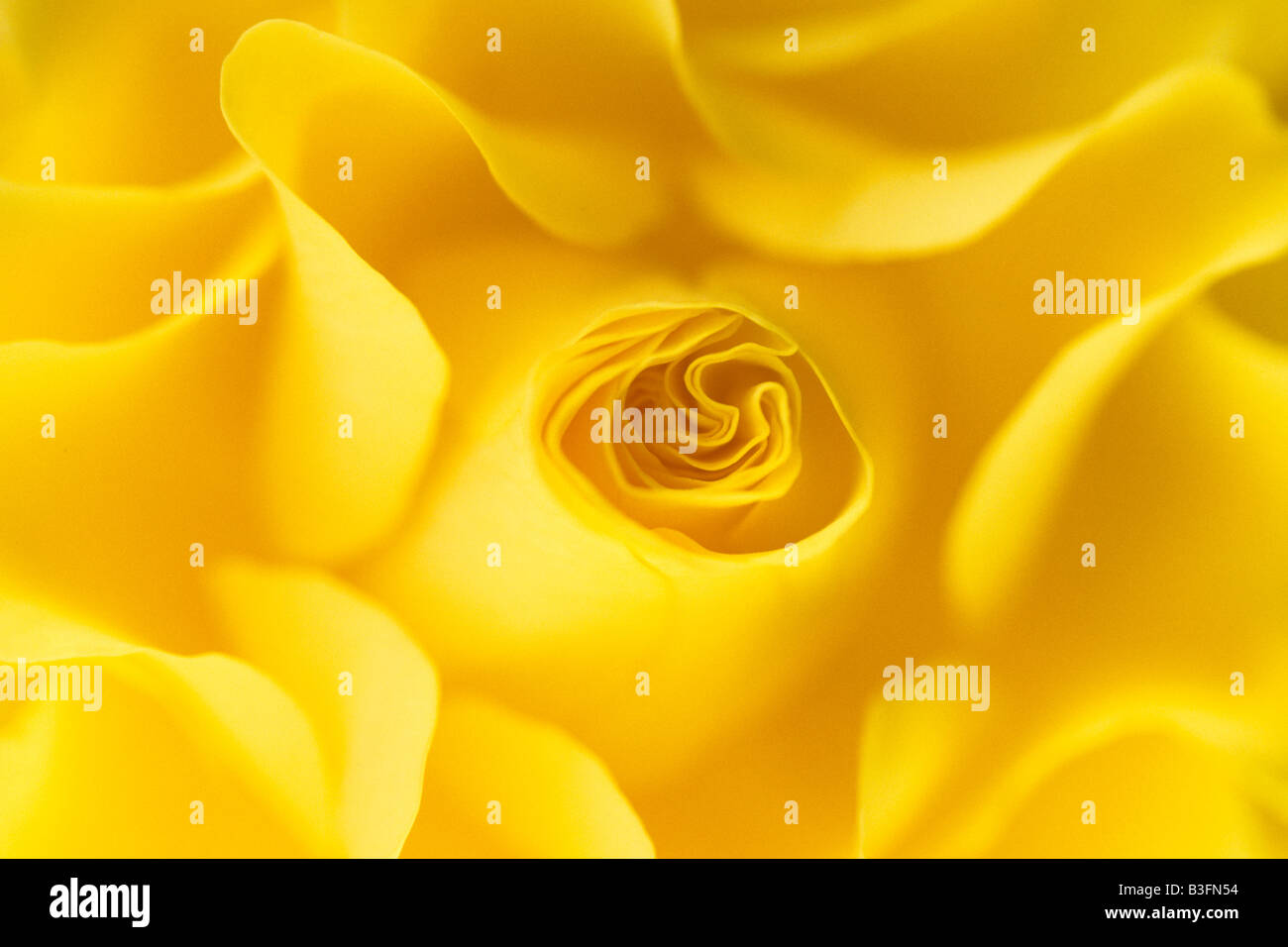 Rose (Rose sp.), close up of yellow flower Banque D'Images