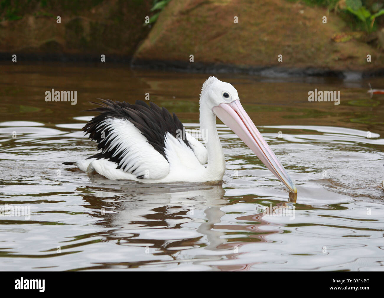 Les jeunes Pelican Retour Rose Banque D'Images