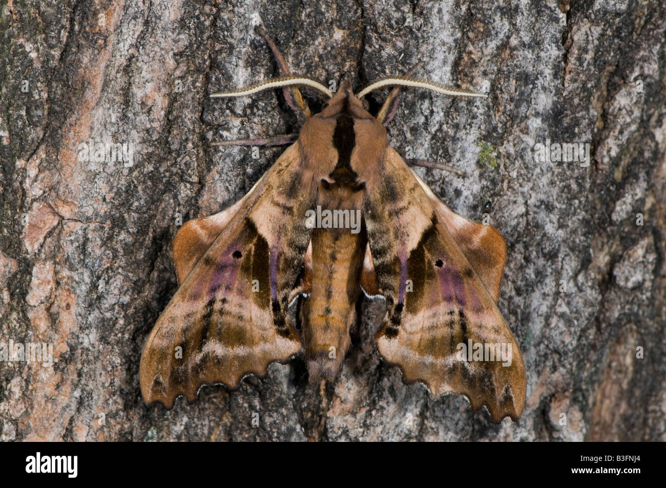 Paonias excaecatus sphinx aveugle est un lépidoptère de la famille Sphingidae Banque D'Images