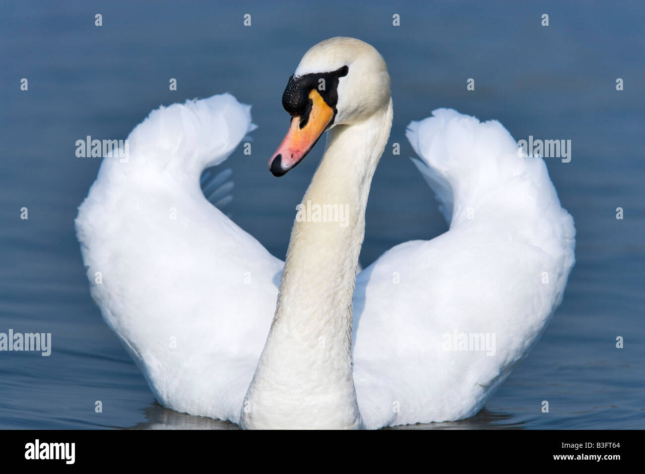 Cygne muet est la natation détail Banque D'Images