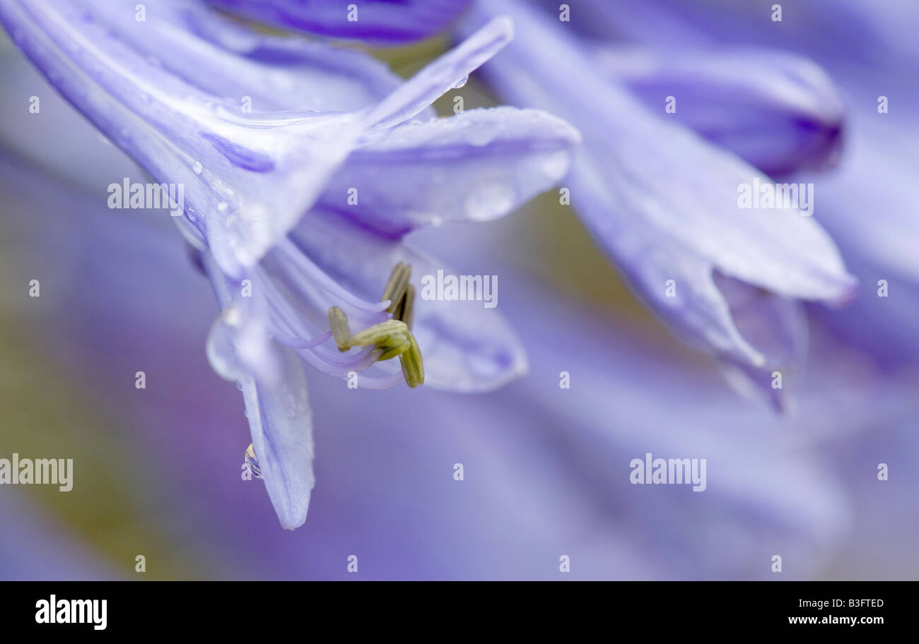 Lily of the Nile Agapanthus Banque D'Images