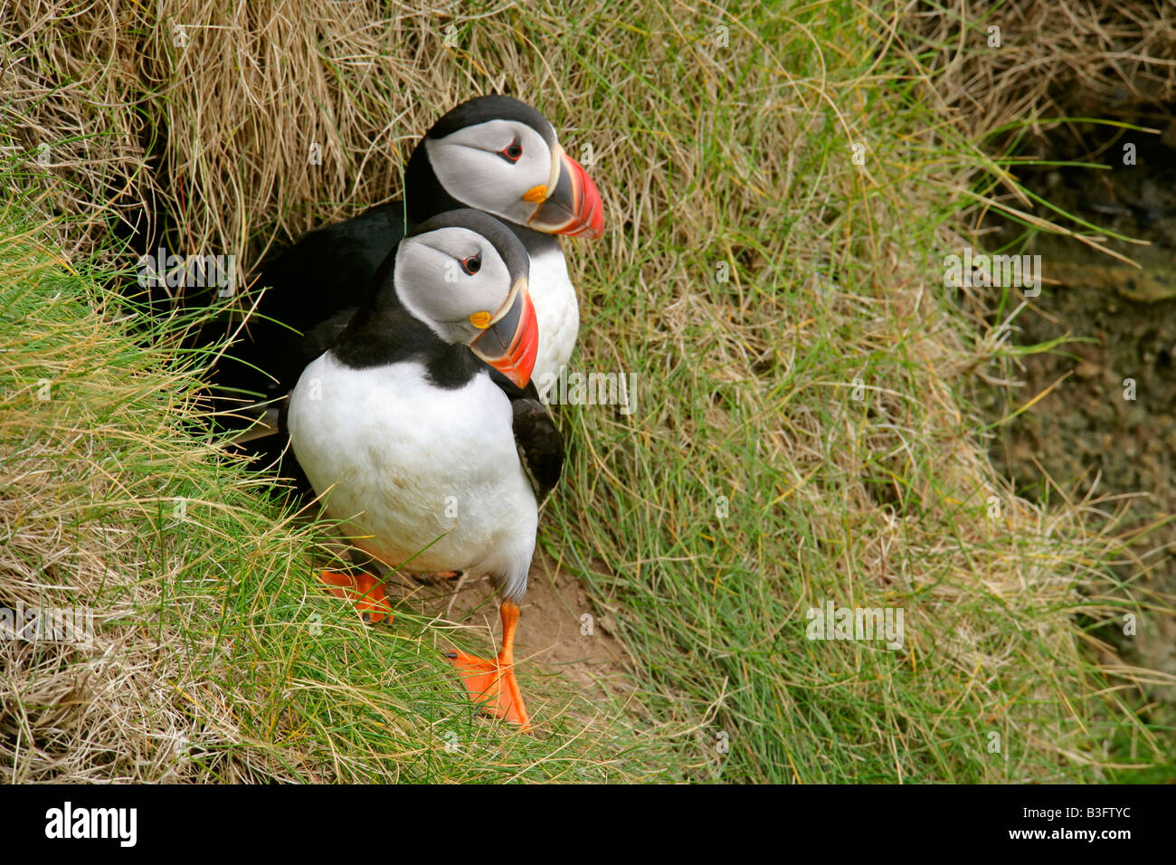 Macareux moine (Fratercula arctica) des profils en vol sur fond de ciel bleu' Établissement"Sumburgh Head RSPB Réserve South Mainland Îles Shetland Ecosse UK Banque D'Images