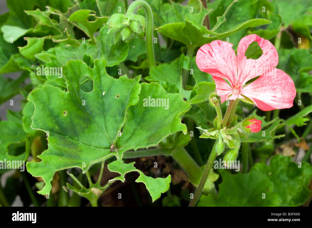 De graves dommages à un caterpillar Géranium rose fleurs et plantes en Août Banque D'Images