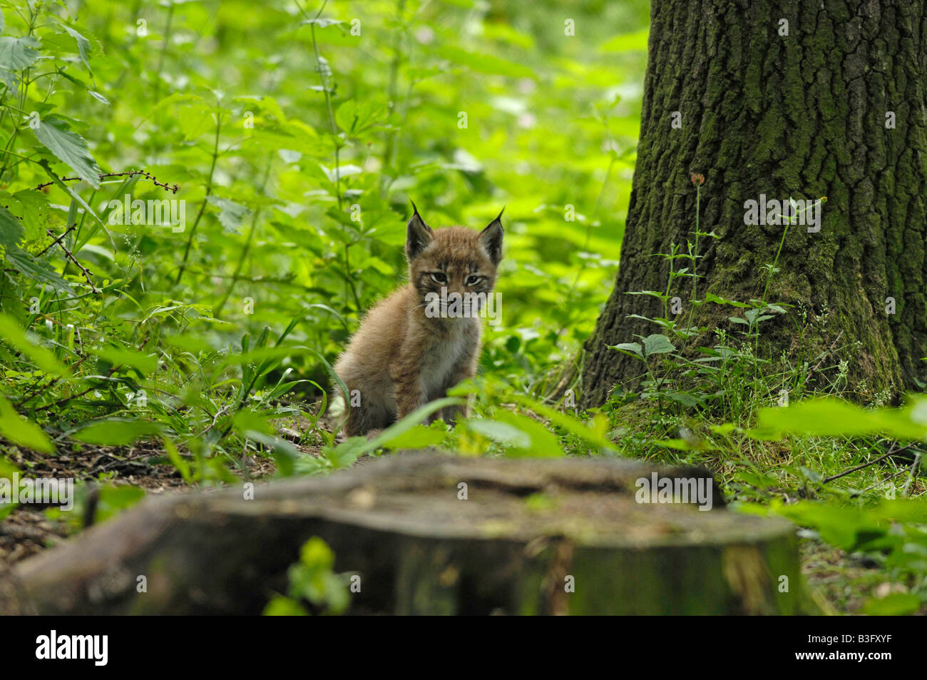 Europäischer Luchs Jungtier Felis lynx Lynx cub Bayern Bavière Deutschland Allemagne Banque D'Images