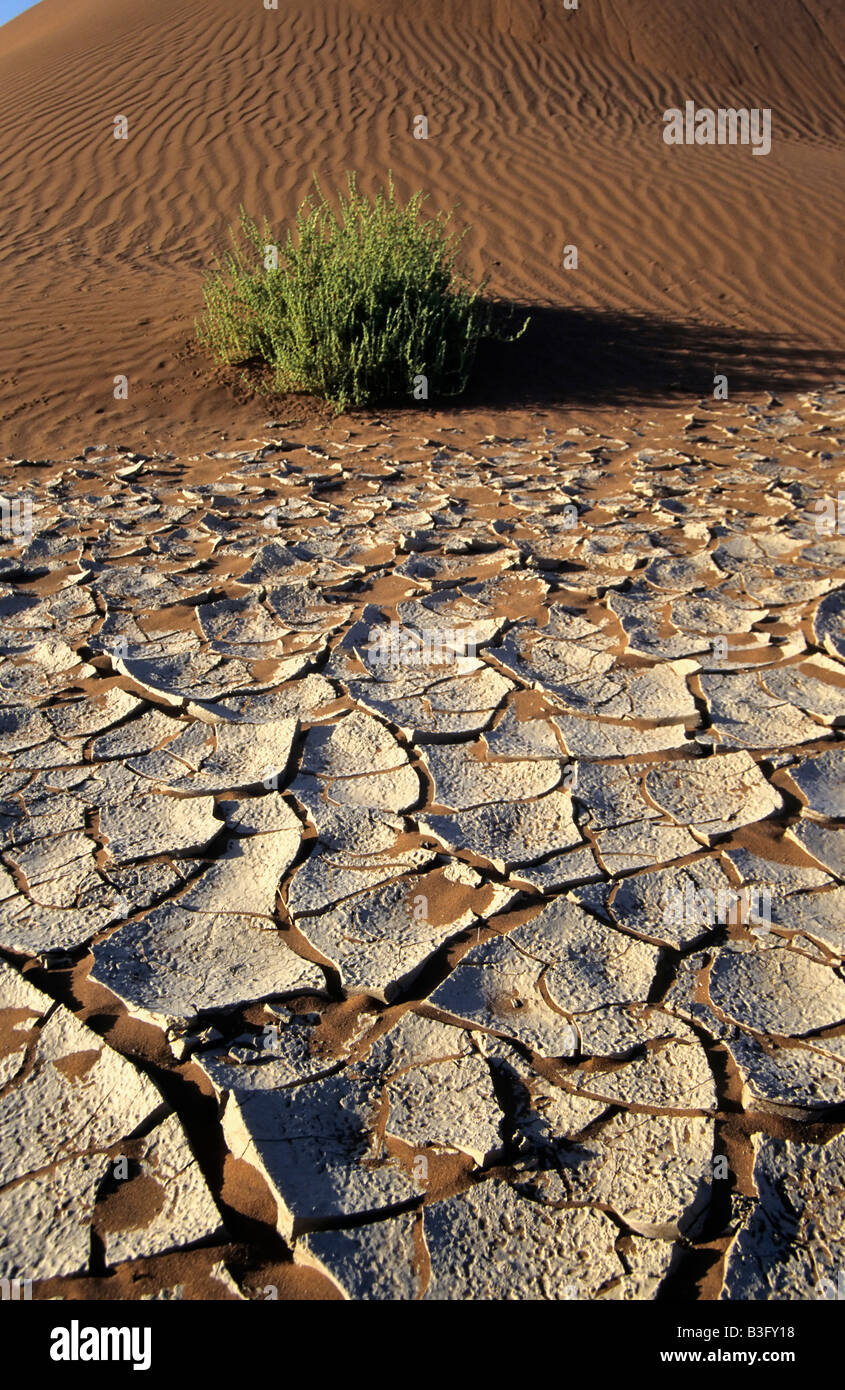 Sur le sol sec dans le désert de Namib africa Banque D'Images