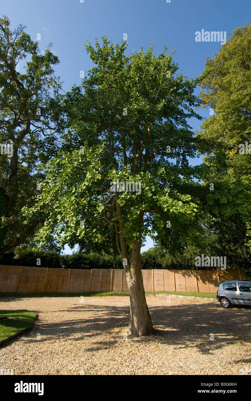 L'arbre de ginkgo et de feuilles Photo par Andrew Hasson le 1er septembre 2008 Banque D'Images