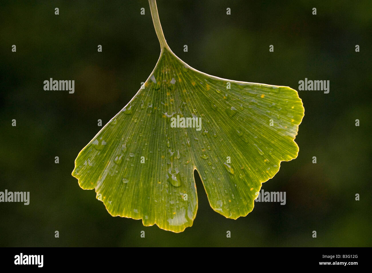 L'arbre de ginkgo et de feuilles Photo par Andrew Hasson le 1er septembre 2008 Banque D'Images
