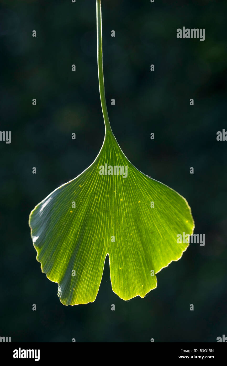 L'arbre de ginkgo et de feuilles Photo par Andrew Hasson le 1er septembre 2008 Banque D'Images