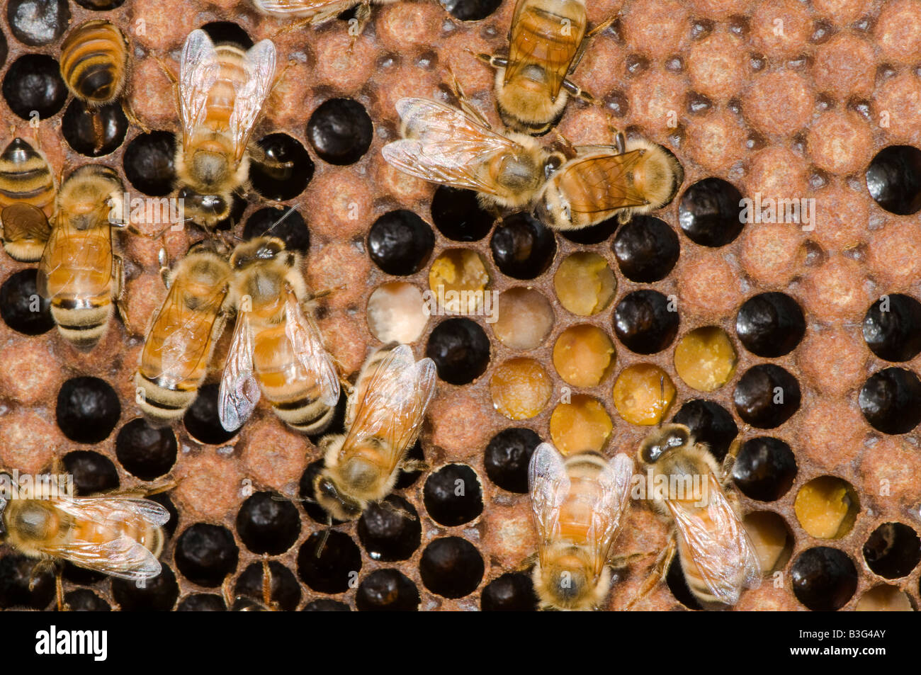 Les abeilles du miel dans une ruche d'abeilles sur Banque D'Images