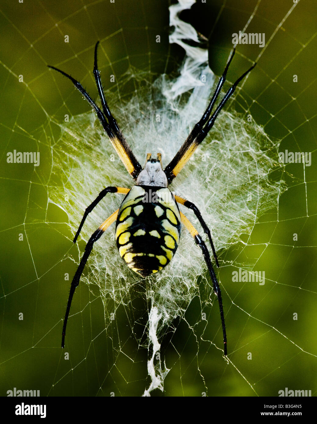 Un jaune et noir se trouve sur spider web orb Il s site web en attente d'une collation dans les bois du sud du Missouri USA Banque D'Images