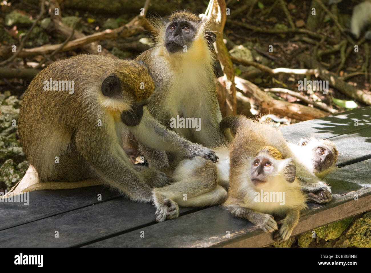 Les singes verts (Cercopithecus aethiops), réserve animalière de la Barbade Banque D'Images