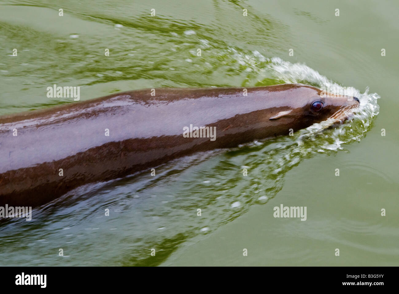 Une photographie couleur de lion de mer natation (002) Banque D'Images