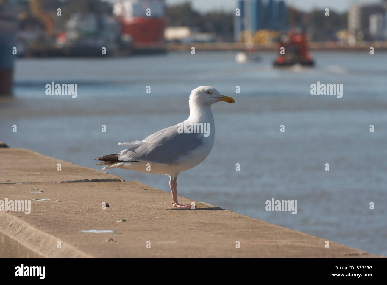 Sea Gull standing on wall Banque D'Images