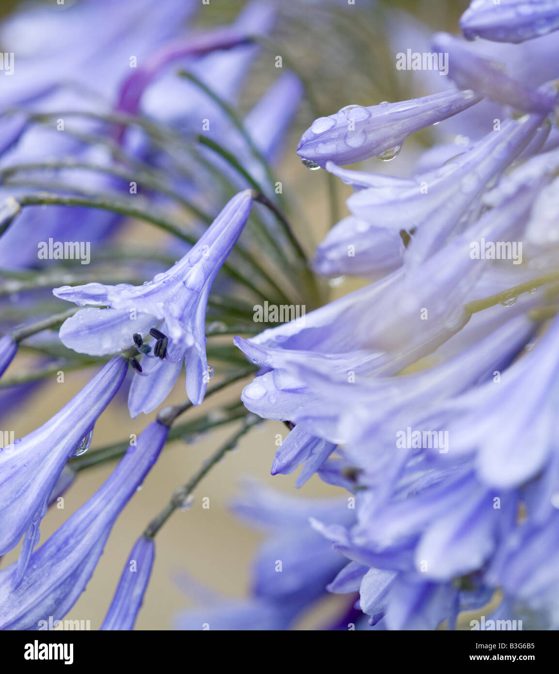 Lily of the Nile Agapanthus Banque D'Images