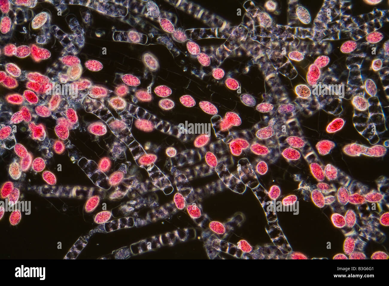 Spirogyra tachées de microscope Banque D'Images