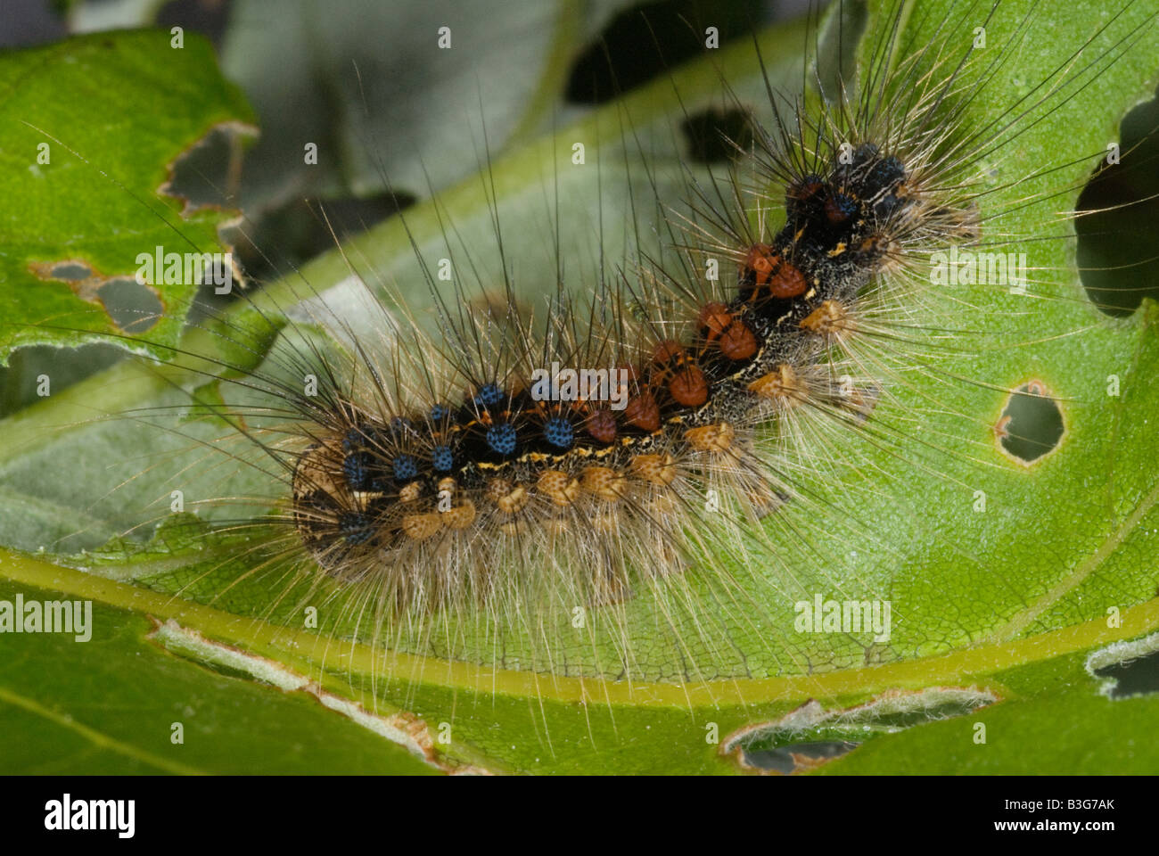 Caterpillar de la spongieuse Lymantria dispar Banque D'Images