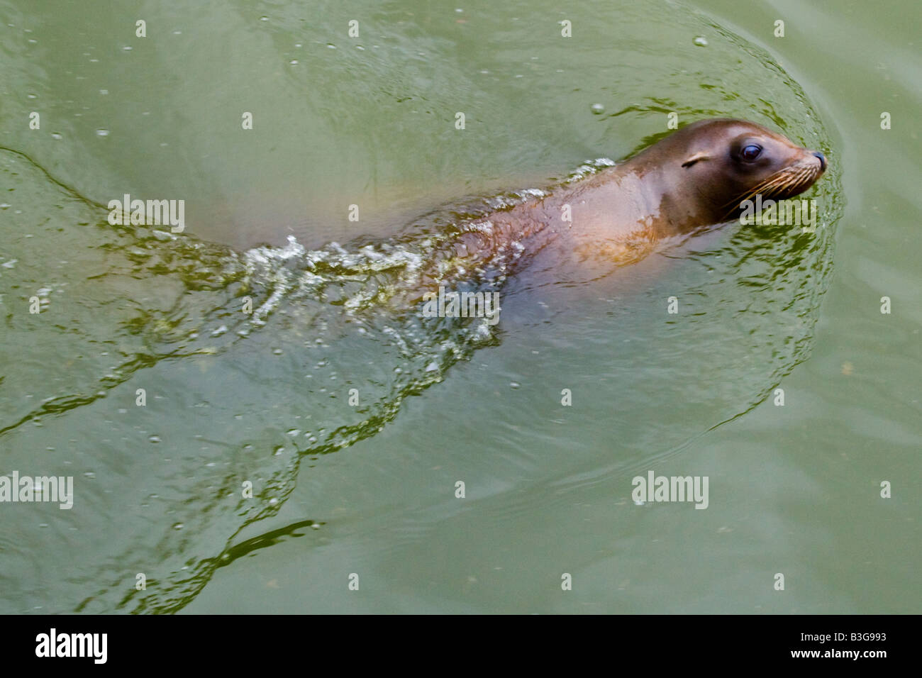 Une photographie couleur de lion de mer natation (001) Banque D'Images