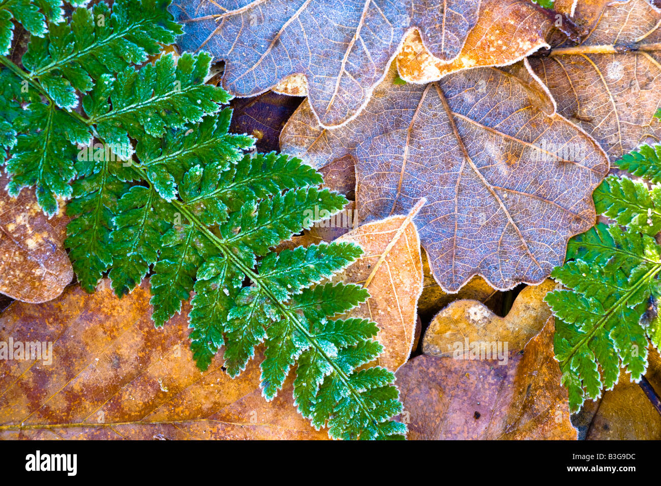 Northumberland England Plessey Woods Country Park Détail des feuilles recouvertes de givre sur le sol de la forêt du Plessey Woods Banque D'Images