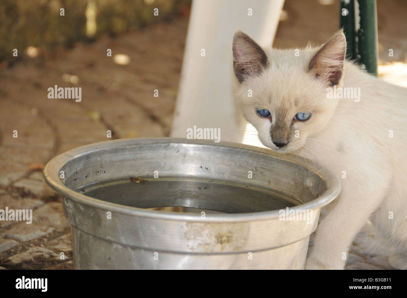 Chiot chat de l'eau potable dans le pays Banque D'Images