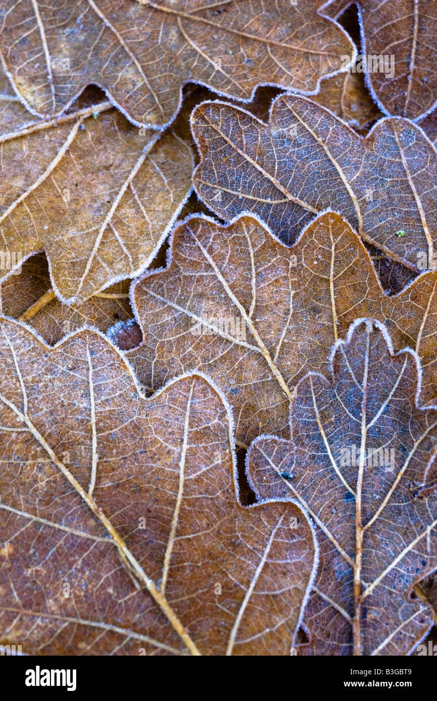 Northumberland England Plessey Woods Country Park Détail de feuilles de chêne recouvert de givre sur le sol de la forêt du Plessey Woods Banque D'Images