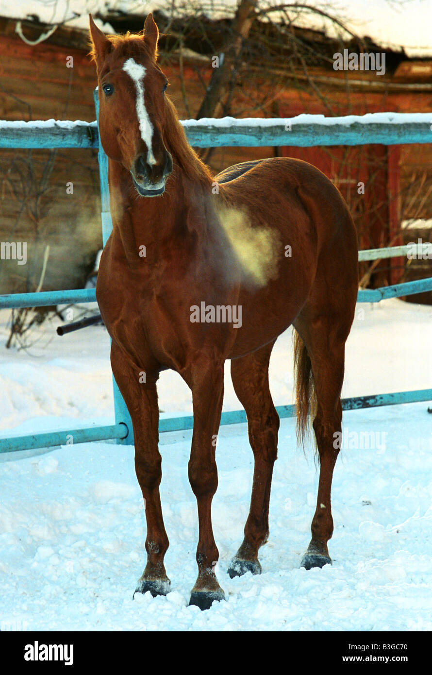 Le cheval rouge dans winter park Banque D'Images