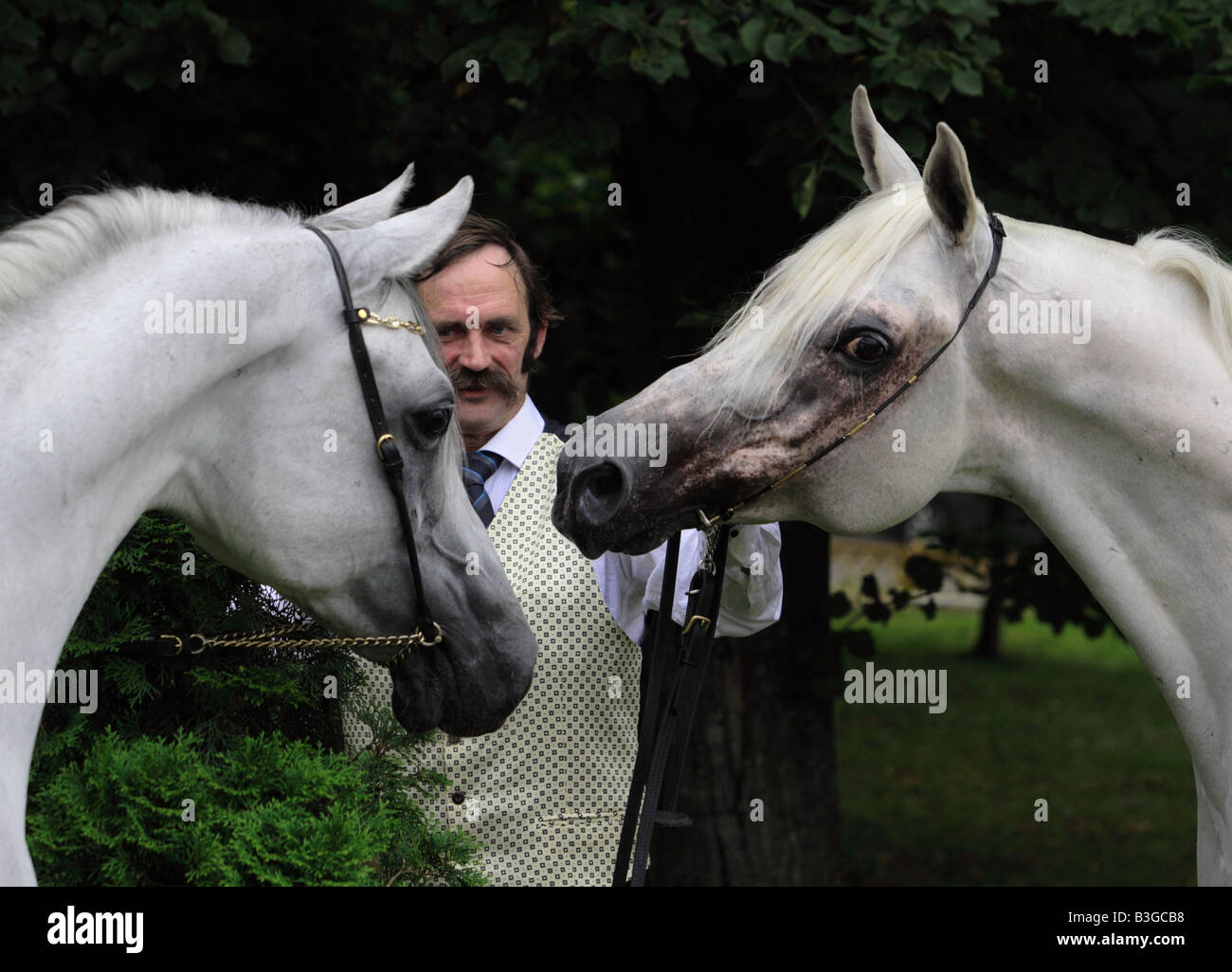 L'homme posant avec un cheval arabe Banque D'Images