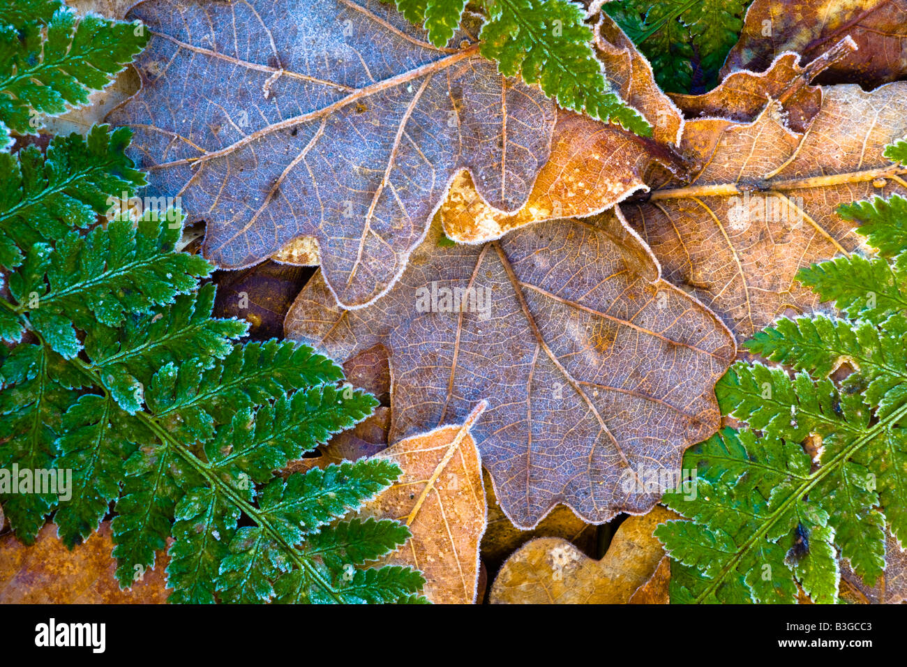 En Angleterre, Northumberland, Plessey Woods Country Park. Détail de feuilles recouvertes de givre sur le sol de la forêt du Plessey Woods Banque D'Images