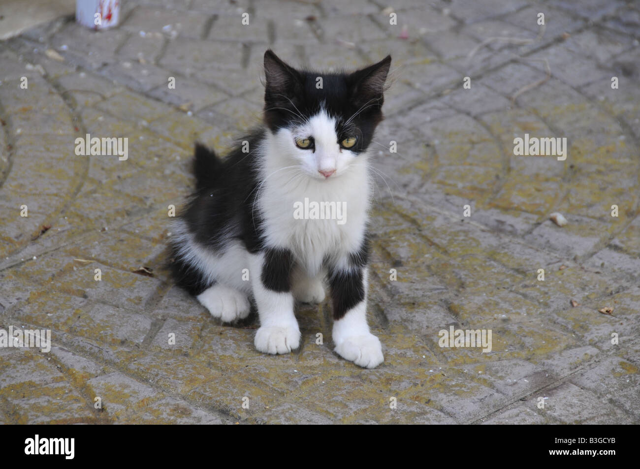 Chat noir et blanc chiot Banque D'Images